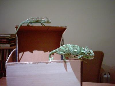 Catalonia 4 - Pastrana 1